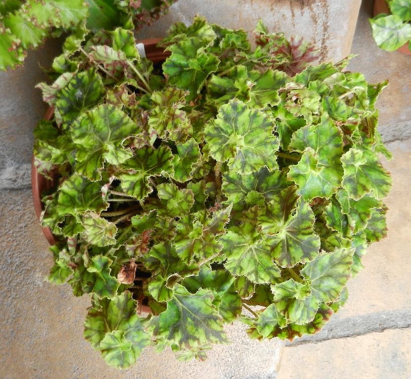 B. ‘Palomar Obsession’
